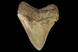 Sharply Serrated, Fossil Megalodon Tooth #123954-2